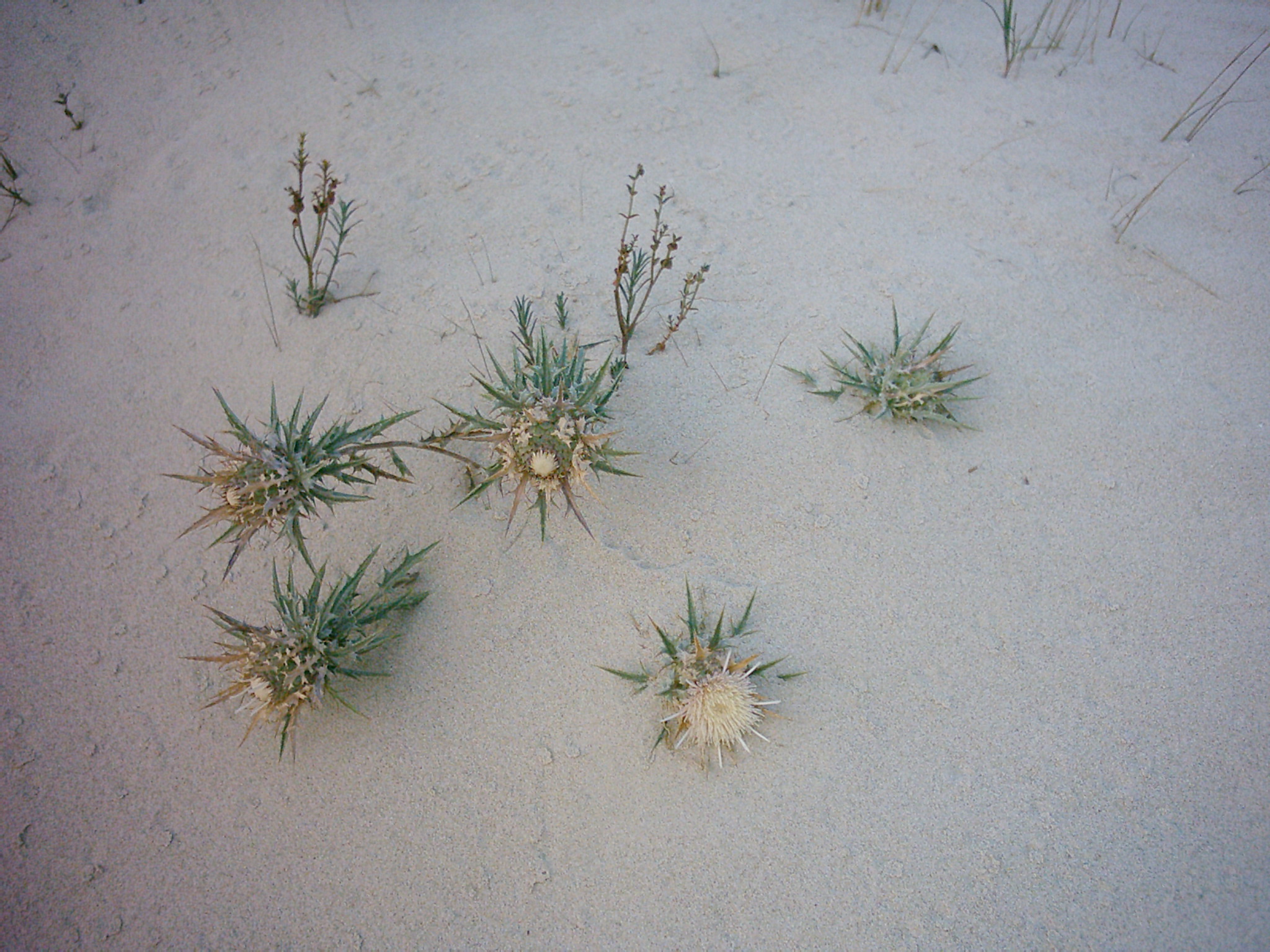 kaktusky v písku