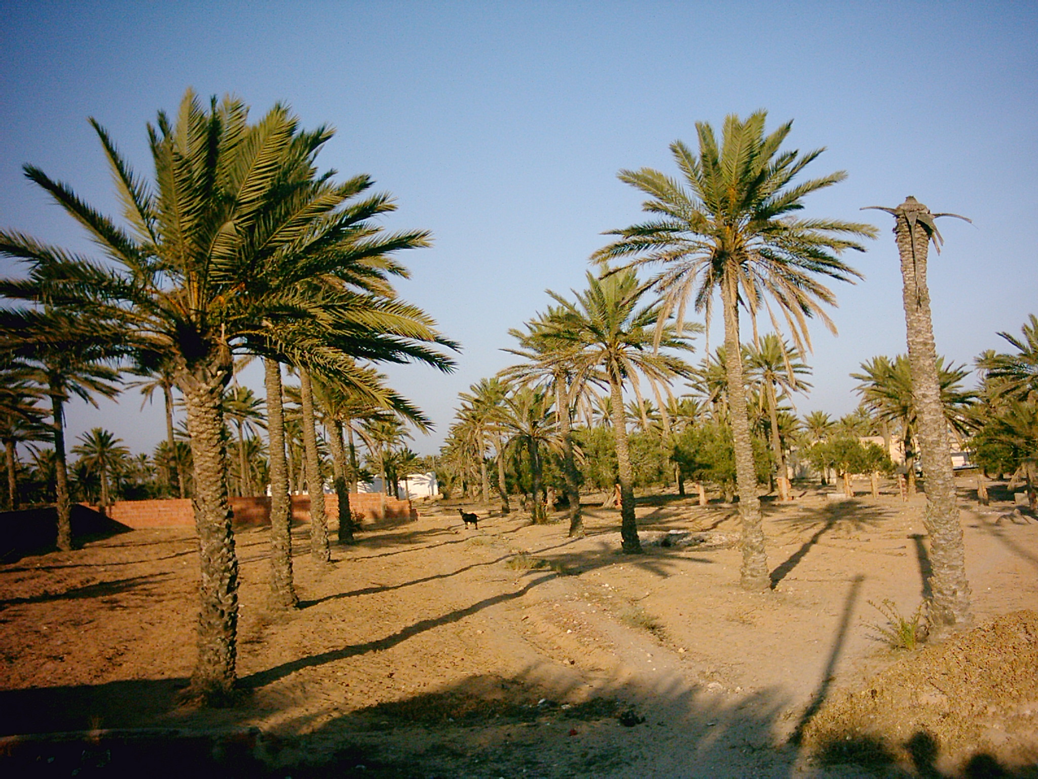 písek a palmy - typický výhled na Djerbě